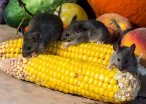 Мыши уничтожают продукты питания