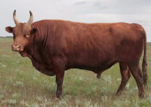 Калмыцкий бык