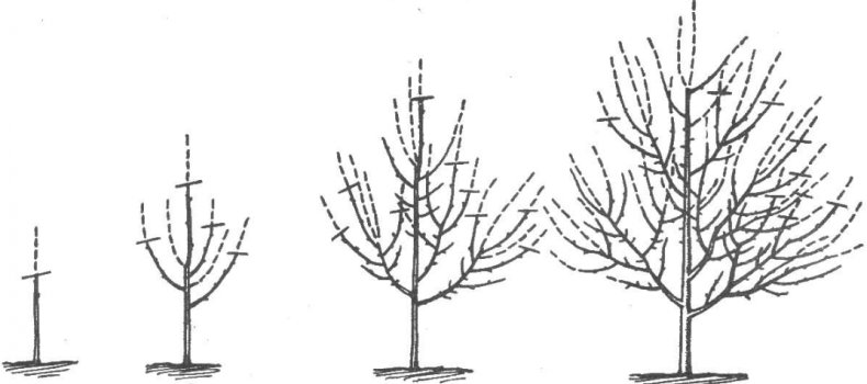 Схема обрезки абрикоса