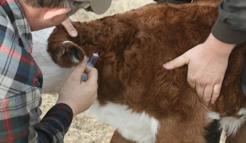 Лечение бронхита у теленка
