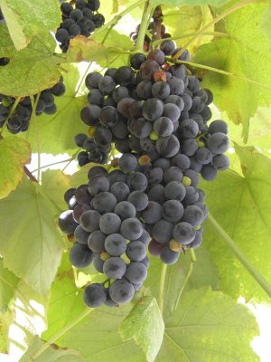 Виноград «Изабелла»