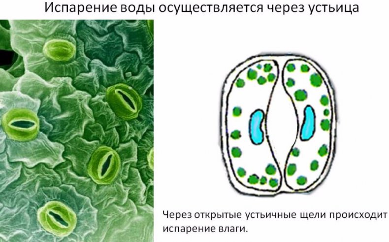 Испарение воды устьицами