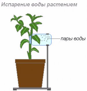 Испарение воды