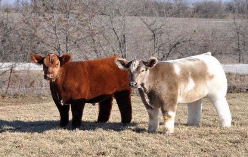 Корова из Айовы