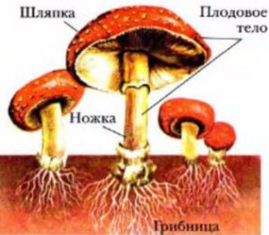 Строение грибов