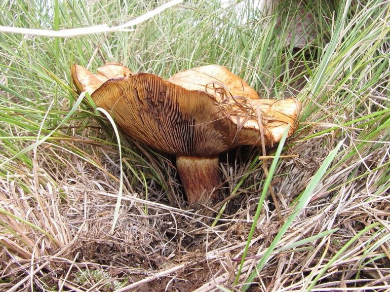 Грибы свинушки Paxillus vernalis