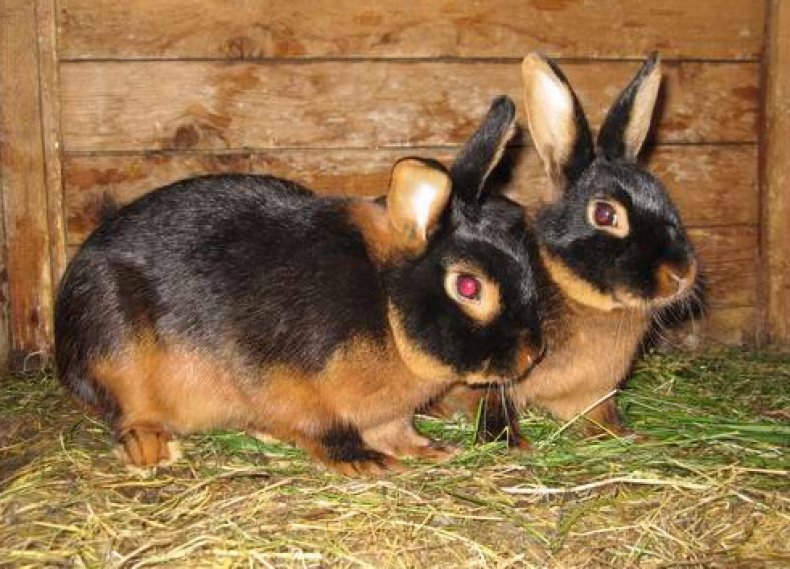 Кролики черно-бурой породы