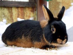 Кролик черно-бурой породы