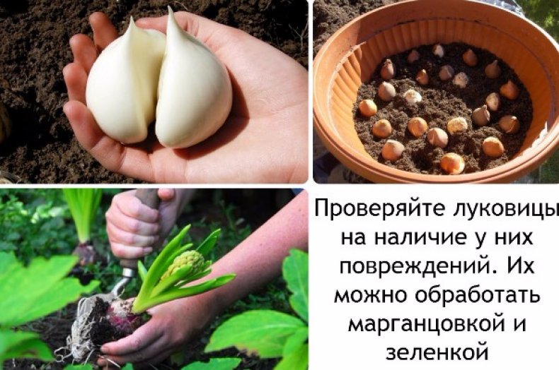 Выращивание луковиц