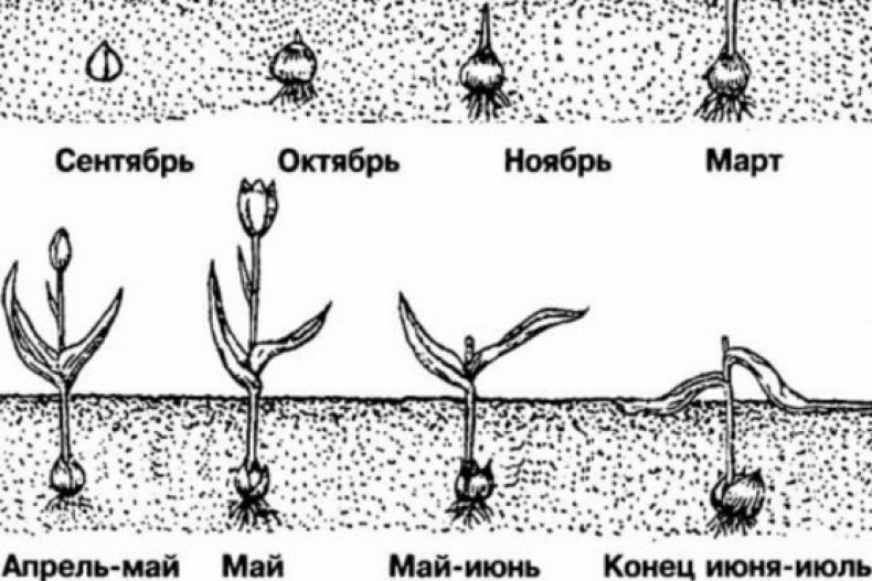 Схема жизненного цикла тюльпана