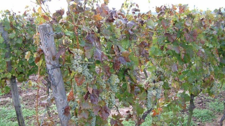 Внешние проявления дефицита калия на листьях винограда
