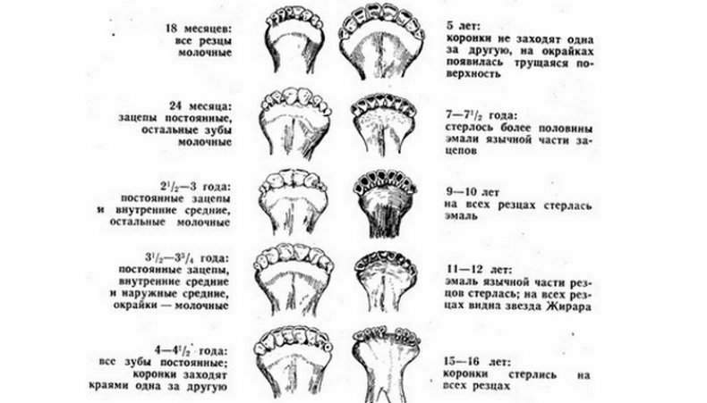 Определение возраста коровы по зубам