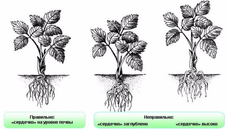 Посадка клубники