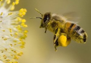 Польза пчелиной пыльцы