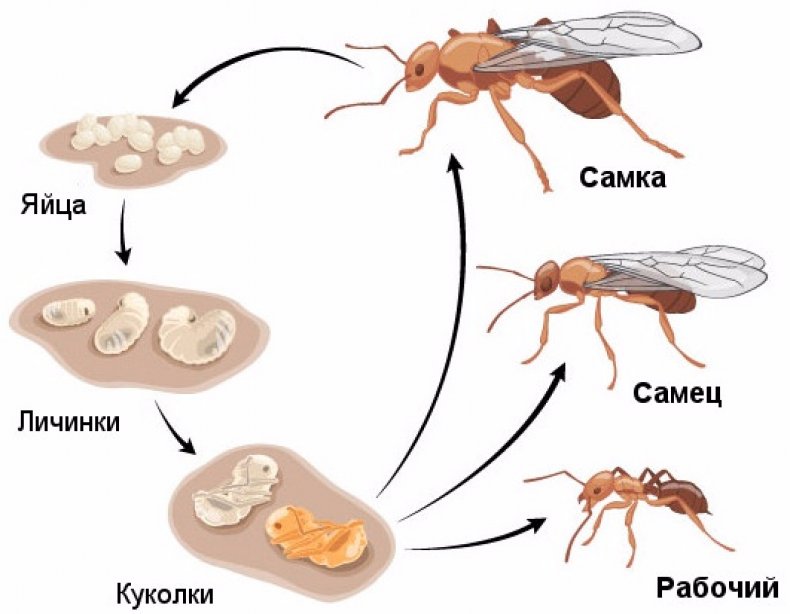 Жизненный цикл муравьев