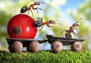Польза муравьев