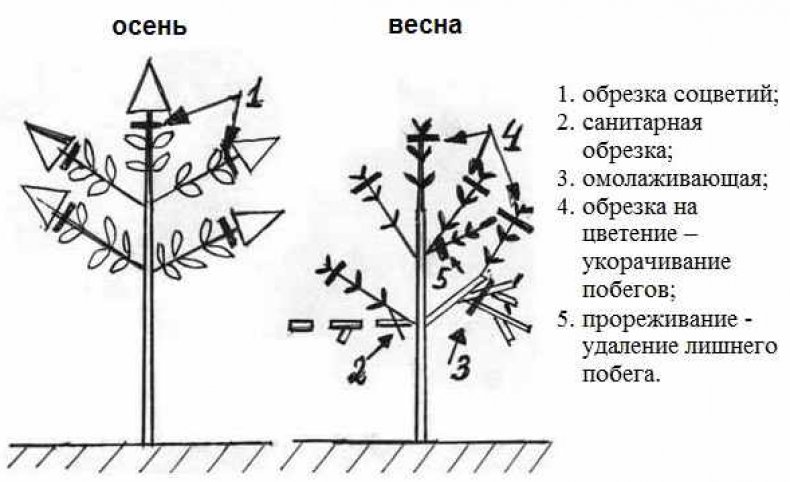 Обрезка