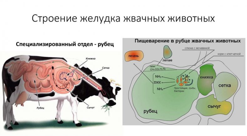 Строение желудка жвачных животных