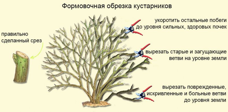 Обрезка кустарников