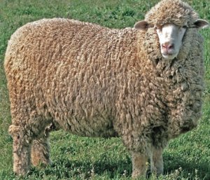Овца породы Меринос