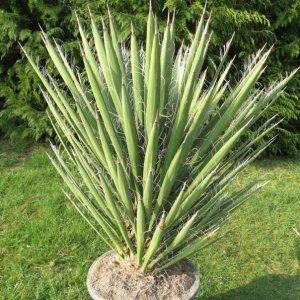 Юкка нитеносная (Yucca filifera)