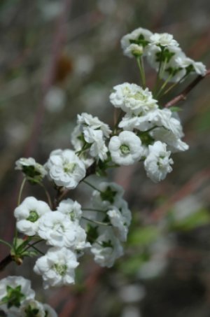 Спирея сливолистная (Spiraea prunifolia)