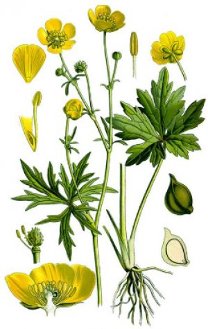 Лютик едкий Ranunculus acris