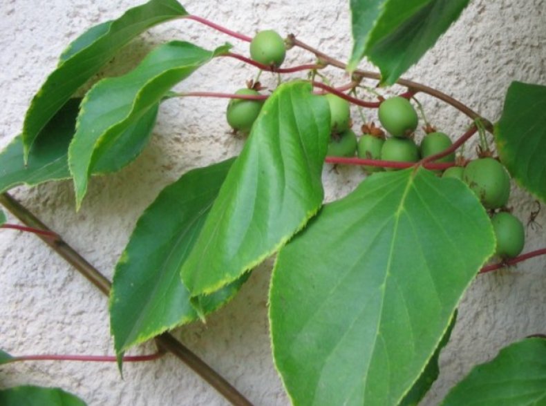 Actinidia arguta