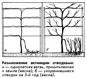 Отводками