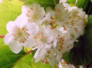 Actinidia kolomikta