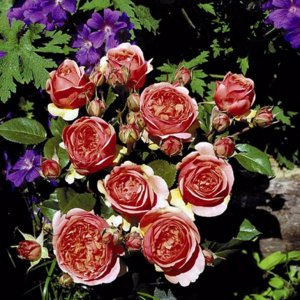 Чайно-гибридные виды розы