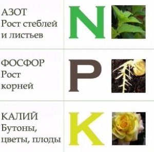 Удобрения для роз