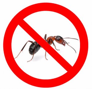 Как избавится от муравьев