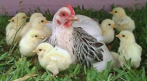 Даже не смотря на очень крупные размеры самой курицы, яйца всегда остаются целыми и в результате практически из всех яиц появляются цыплята.