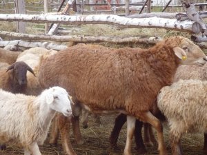 Представители эдильбаевской породы овец являются результатом народной селекции