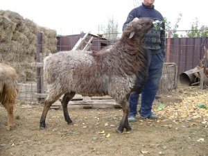 Необычна порода эдильбаевских овец