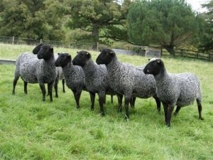 Романовские овцы славятся очень хорошим по качеству мясом