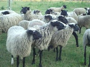 Овцы с крепким типом костяка отличаются наиболее оптимальным соотношением таких показателей, как плодовитость маток и жизнеспособность всех особей.