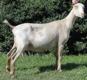 Ламанчи являются уникальной породой коз