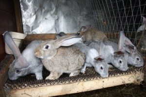 Крольчата требуют ухода
