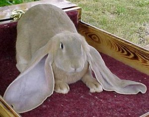 Кролики породы Баран-настоящий клад для фермера