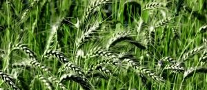 Удобрение озимой пшеницы