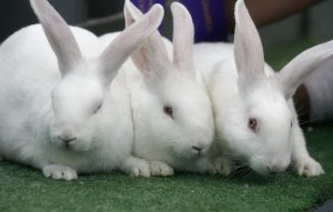 Кролики породы «Белый великан» больших размеров