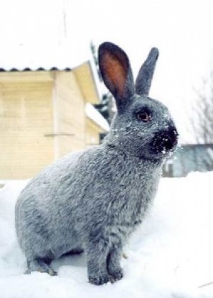 Шерсть кроликов красивого серебристого цвета