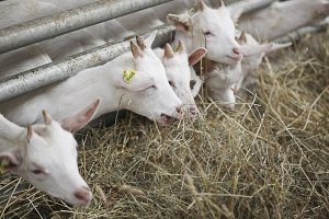 Описание кормов для коз