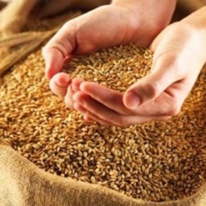 Пшеница - основной ингредиент корма
