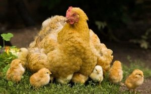 Курица может одновременно водить до 25 цыплят