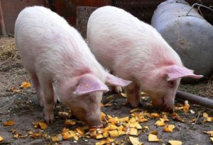 Нельзя давать свиньям просроченные продукты