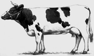 Размеры коровы большие