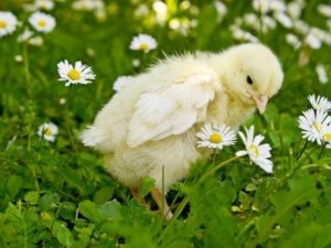 Маленькие цыплята нуждаются в осень тщательном уходе